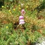 Antirrhinum barrelieri Fleur