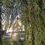 Calocedrus decurrens Leht