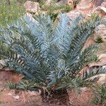 Encephalartos horridus Hábitos