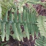 Dryopteris oreades 葉