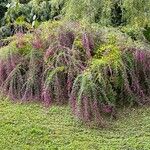 Lespedeza thunbergii Yeri