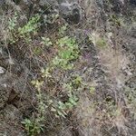 Lavandula rotundifolia Hábito