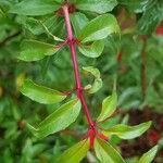 Fuchsia regia Écorce