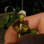 Polystachya galeata Flower