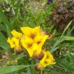 Iris variegata 花