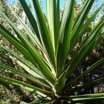 Yucca aloifoliaBlatt