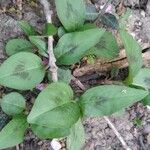 Persicaria virginiana Folha