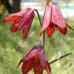 Fritillaria gentneri Blomma