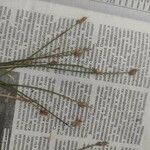 Carex chordorrhiza Natur