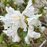 Rhododendron augustinii Flor