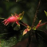 Myrcia bracteata Fruto
