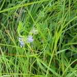 Polemonium occidentale Hábito