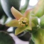 Cotyledon tomentosaBlodyn