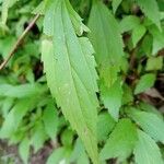 Ageratina riparia Ліст