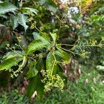 Buchanania sessifolia Blatt