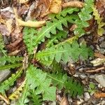 Aposeris foetida Folha