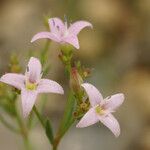 Stenaria nigricans 花