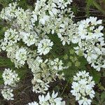Orlaya grandiflora ফুল