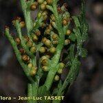 Botrychium matricariifolium Fruit