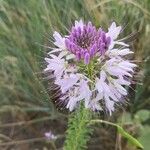 Cleome serrulata फूल