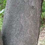 Calodendrum capense Bark