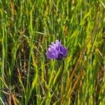 Dipterostemon capitatus Flower