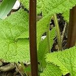 Phlomoides tuberosa Žievė