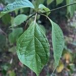 Flowering dogwoodЛисток