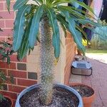 Pachypodium lamerei Leaf