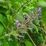 Cornutia pyramidata Flower