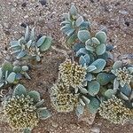 Polycarpaea nivea Flor
