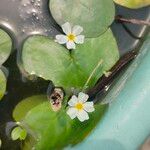 Nymphoides cristata Flor