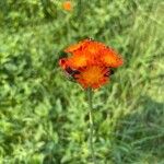 Pilosella guthnikiana Flower