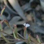Limonium echioides 花