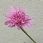 Crepis rubra Fula