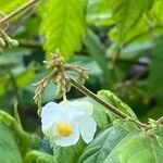 Cardiospermum grandiflorum Blüte