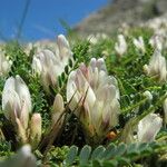 Astragalus genargenteus Flower
