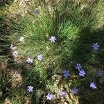 Aphyllanthes monspeliensis Flor