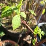 Rubus occidentalisFolio