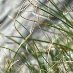 Carex curvula Frunză