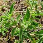 Ocimum filamentosum List