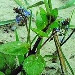 Veronica beccabunga Flower