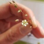Sabulina tenuifolia Цветок