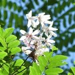 Cassia javanica Blomst