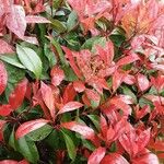 Photinia glabra List