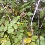 Rubus niveus Hoja