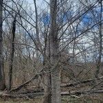 Betula populifolia Bark