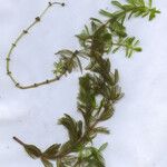 Myriophyllum spicatum Blad