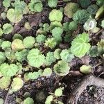 Saxifraga stolonifera Blad