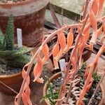 Gasteria nitida